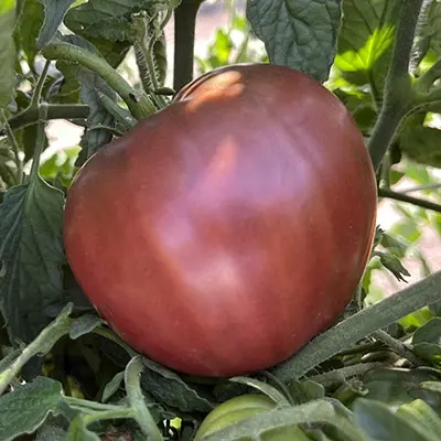 Brad's Black Heart Tomato