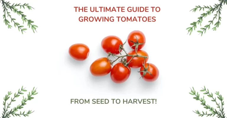 Growing Tomatoes: From Seed to Harvest – The Ultimate Guide
