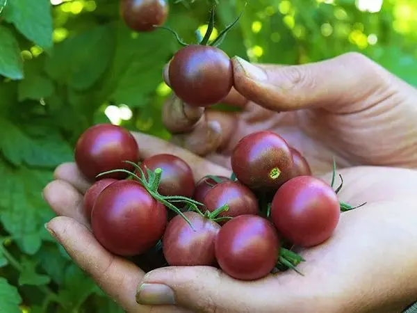 black cherry tomato 1