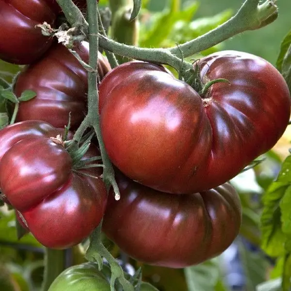 ripe black krim tomato