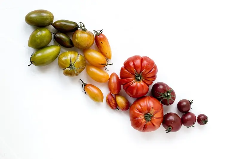 tomato varieties