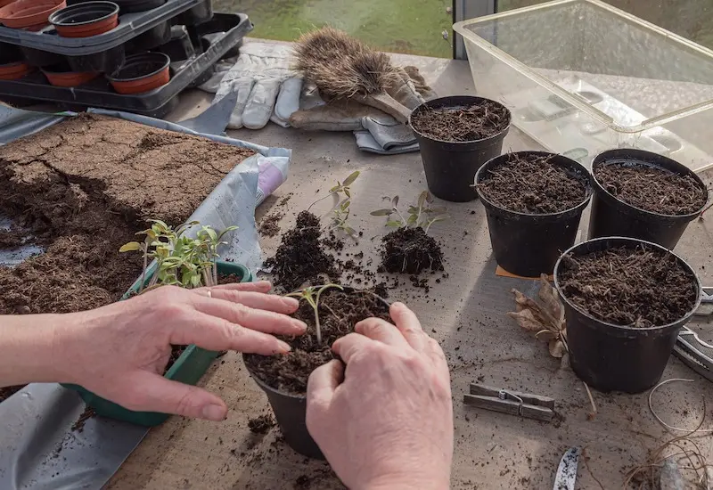 transplanting tomato plants