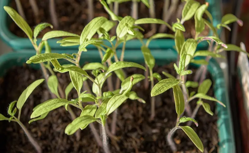 young tomato seedlings