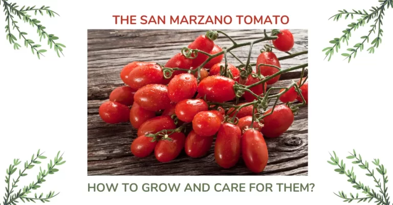 San Marzano Tomatoes: Why Are They So Special and How to Grow Them?
