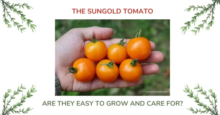 Sungold Tomato Guide – The #1 Mistake To Avoid