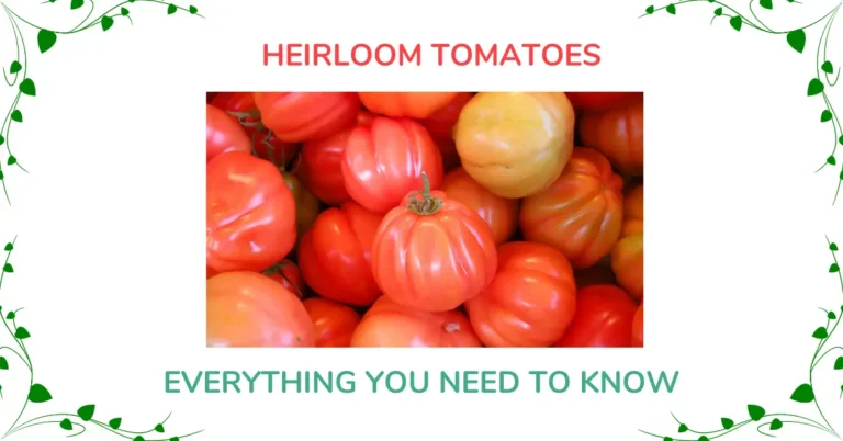 Heirloom Tomatoes – Everything You Need To Know