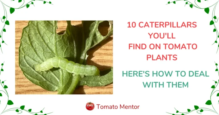 10 Tomato Caterpillars (With Photos) & How to Control Them