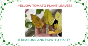 Yellow Tomato Plant Leaves