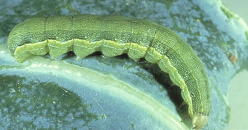 Beet armyworms