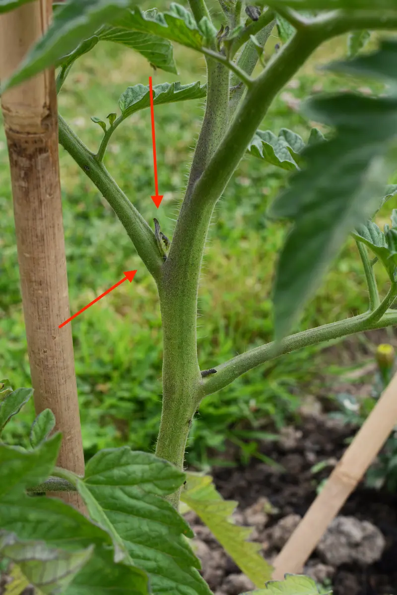 tomato suckers