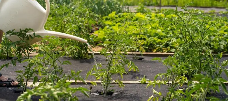 watering tomato plant