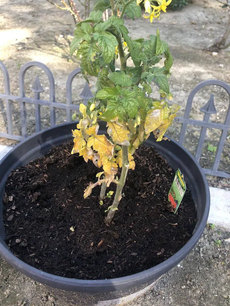yellow tomato plant leaves