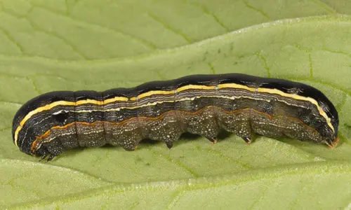 yellow-stripped armyworm
