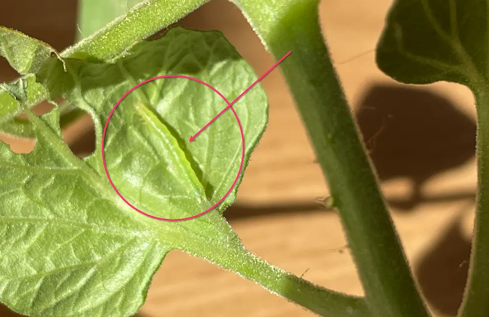 young cabbage looper caterpillar
