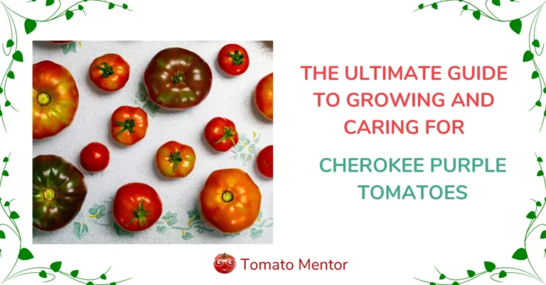 Cherokee Purple Tomatoes – The Ultimate Growing Guide