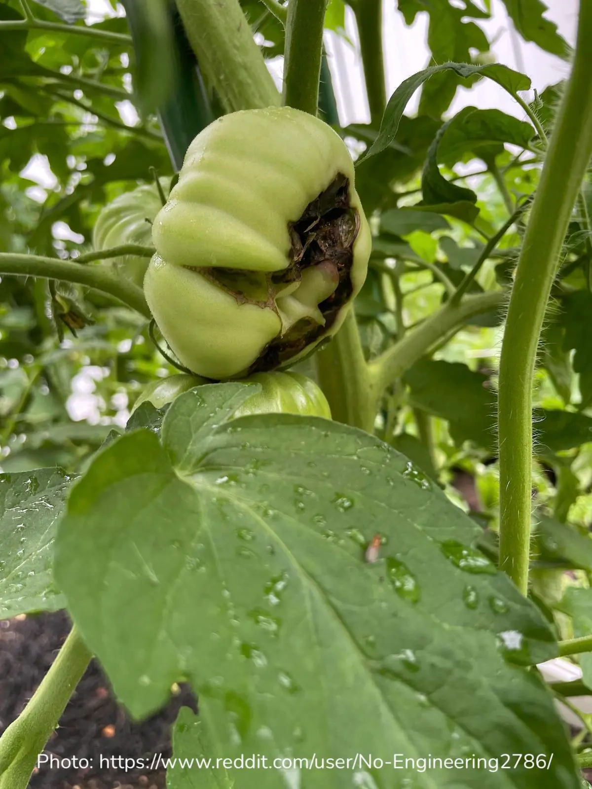 blossom end rot on a cherokee purple tomato