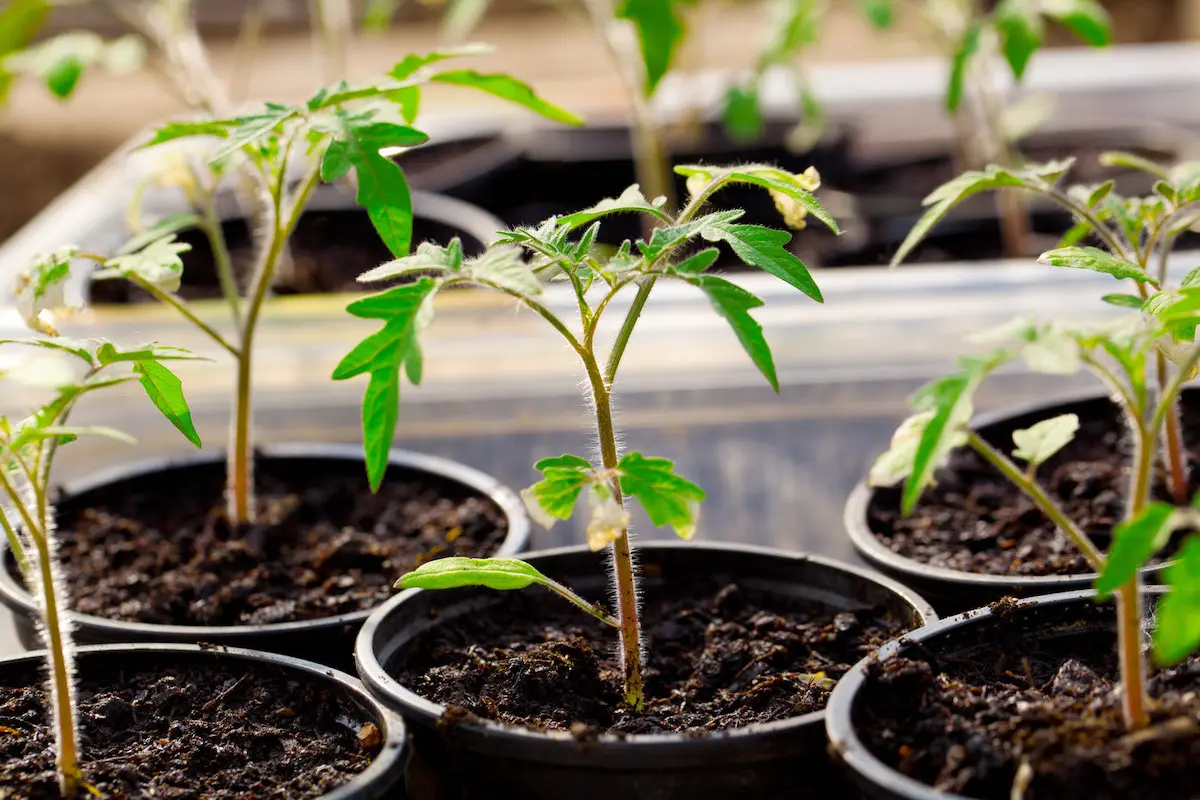 hardening tomato seedlings