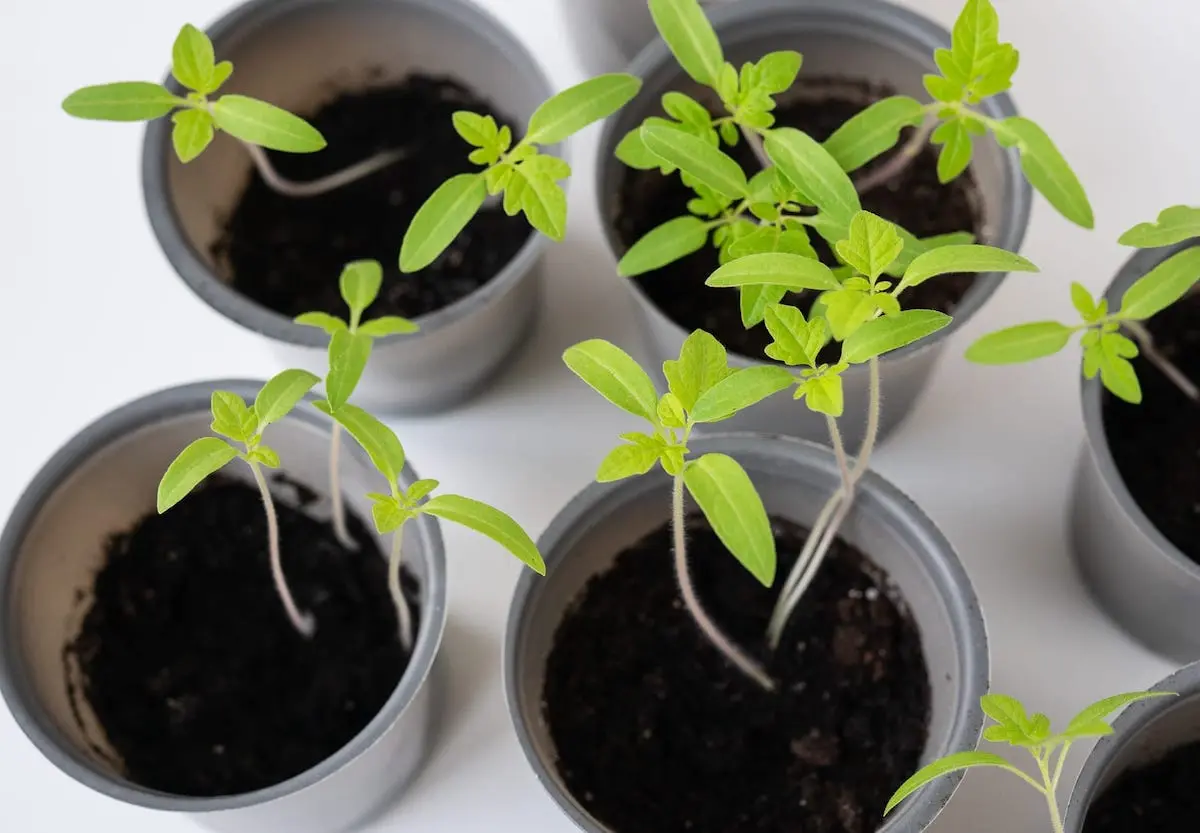 tomato seedlings